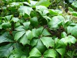 Rodgersia podophylla