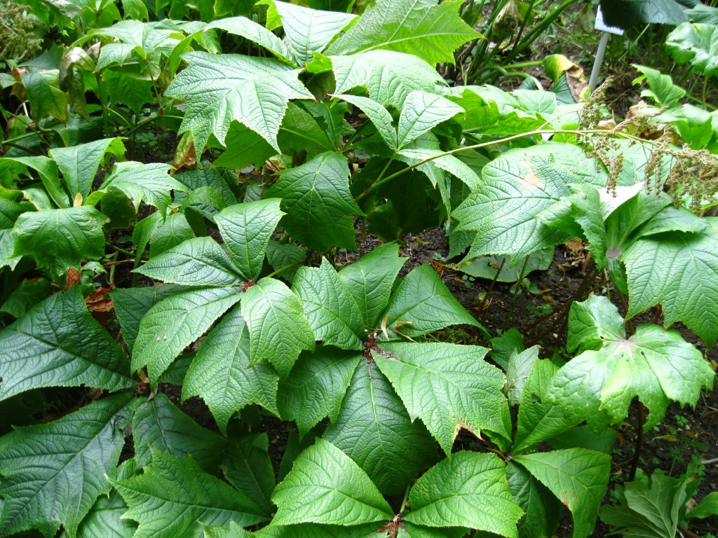 Image of Rodgersia podophylla specimen.