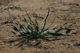 Eremurus anisopterus