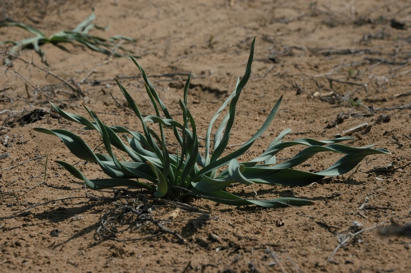 Изображение особи Eremurus anisopterus.