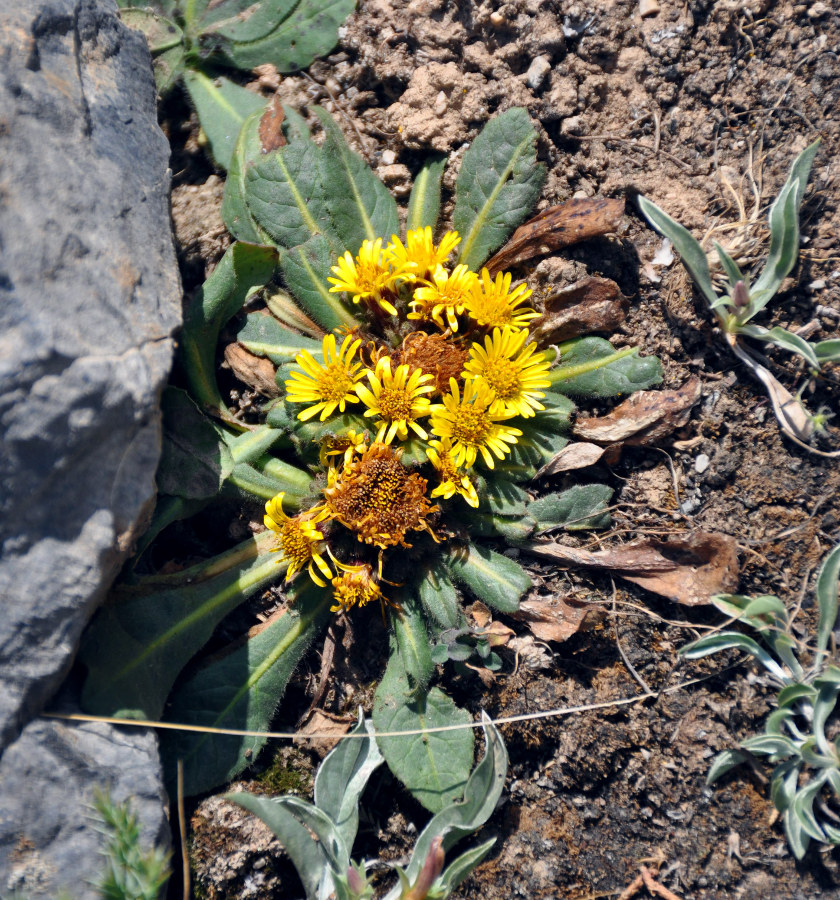 Изображение особи Inula rhizocephala.