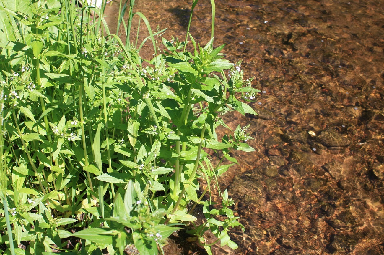 Image of Veronica anagallis-aquatica specimen.