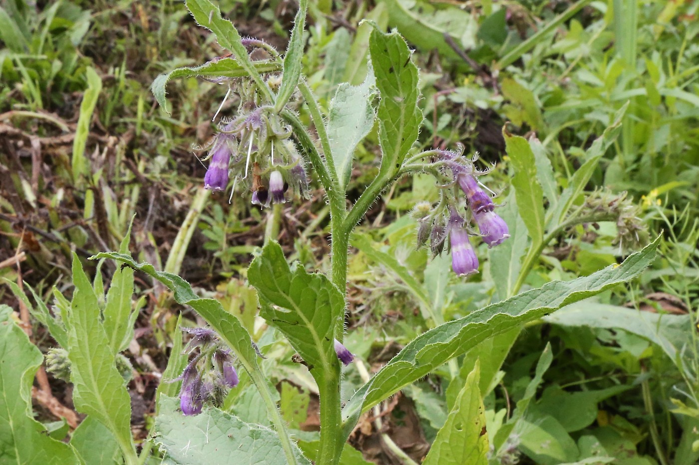 Изображение особи Symphytum officinale.