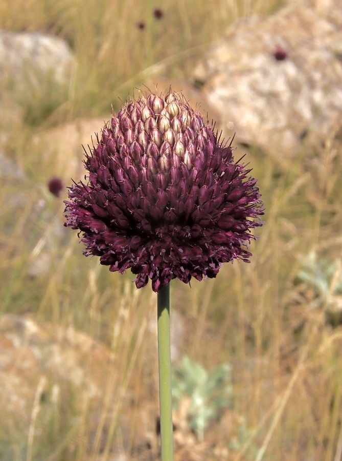 Image of Allium sphaerocephalon specimen.