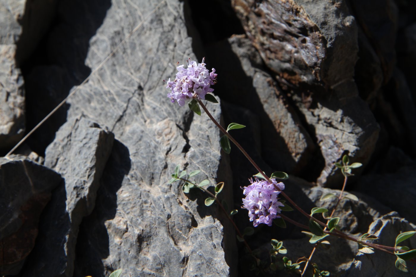 Image of Ziziphora pamiroalaica specimen.