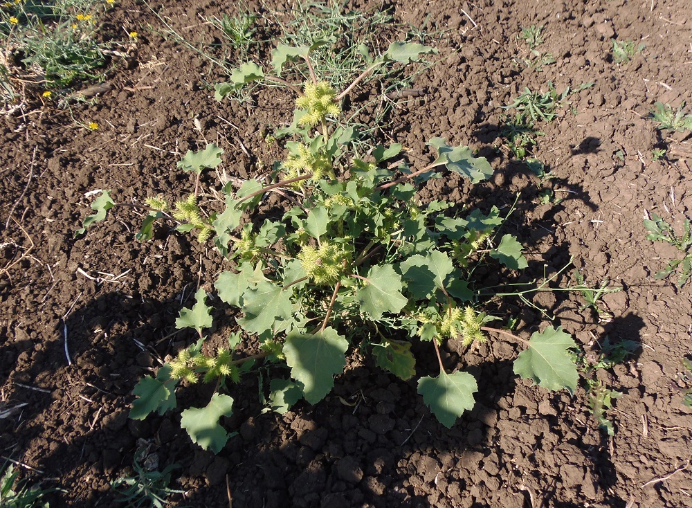 Image of Xanthium orientale specimen.