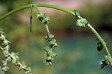 Atriplex micrantha