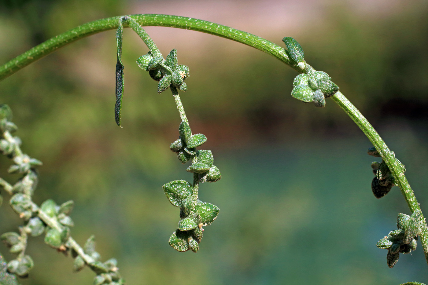 Изображение особи Atriplex micrantha.