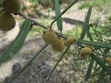 Hovea acutifolia