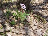 Cardamine quinquefolia