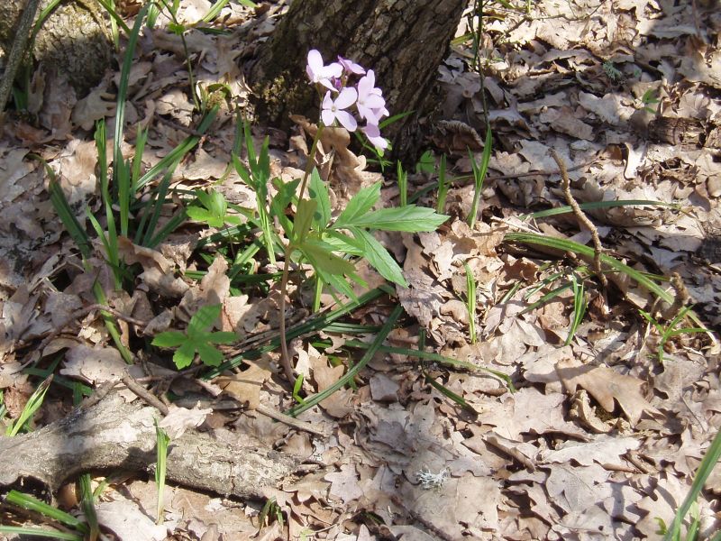 Изображение особи Cardamine quinquefolia.