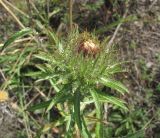 Carlina biebersteinii