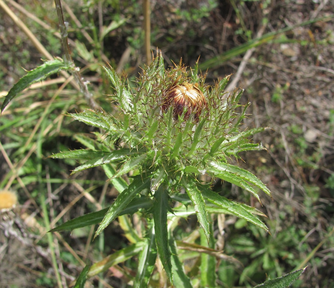 Изображение особи Carlina biebersteinii.