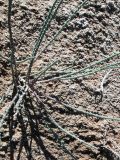 Halocnemum strobilaceum
