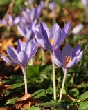 Crocus speciosus. Цветущие растения. Москва, ботанический сад МГУ. 08.11.2017.