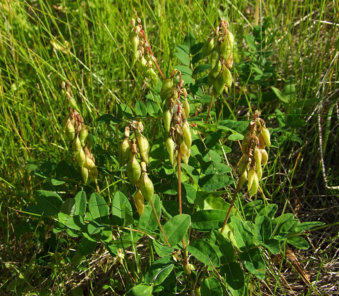 Изображение особи Astragalus frigidus.