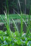 Acorus calamus. Растения у берега пруда в зарослях Menyanthes trifoliata. Московская обл., Истринский р-н, Павловская слобода. 07.06.2007.