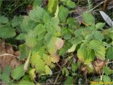 Ballota nigra
