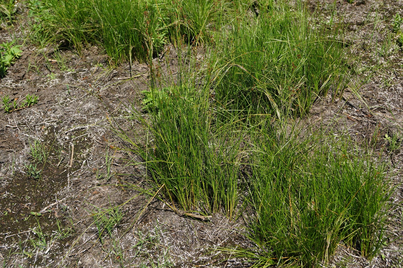 Изображение особи Juncus compressus.