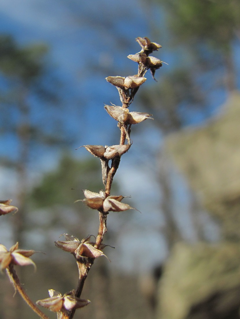 Image of Sedum hispanicum specimen.