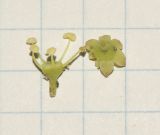 Heptapleurum arboricola