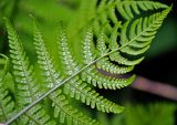 Dryopteris oreades. Верхушка вайи с сорусами (вид снизу). Адыгея, Фишт-Оштеновский массив, юго-восточный склон горы Фишт, ≈ 1900 м н.у.м., каменистый склон. 05.07.2017.