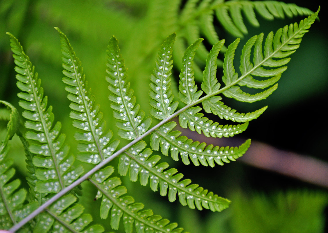 Image of Dryopteris oreades specimen.