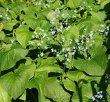 Brunnera macrophylla