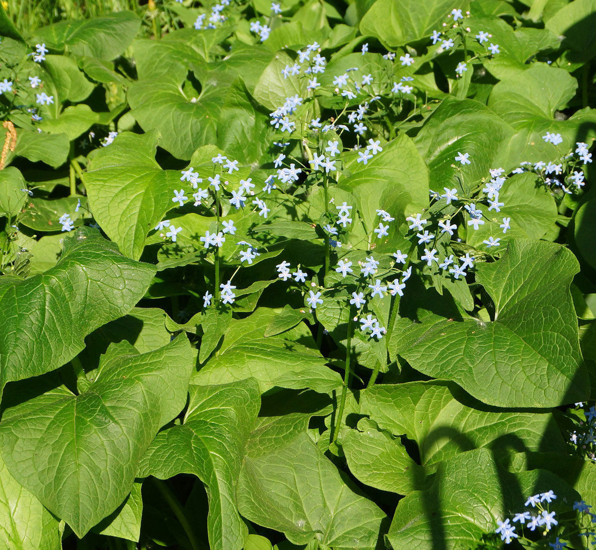 Изображение особи Brunnera macrophylla.