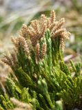 Diphasiastrum alpinum. Верхушки растений с прошлогодними спороносными стробилами. Магаданская обл., г. Магадан, окр. мкр-на Солнечный, истоки р. Магаданка, приснежная лужайка на склоне. 12.06.2017.