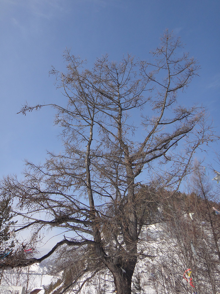 Изображение особи Larix sibirica.