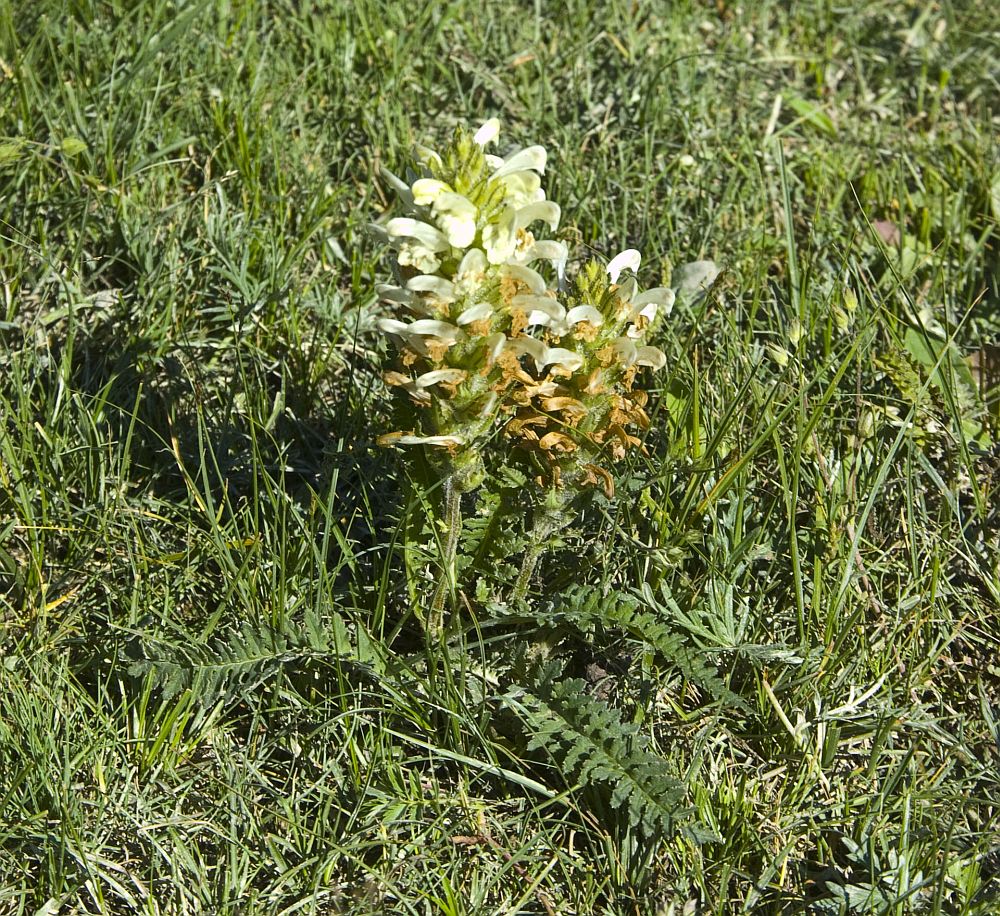 Image of Pedicularis venusta specimen.