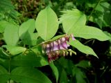 Vicia ramuliflora