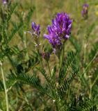 Astragalus onobrychis