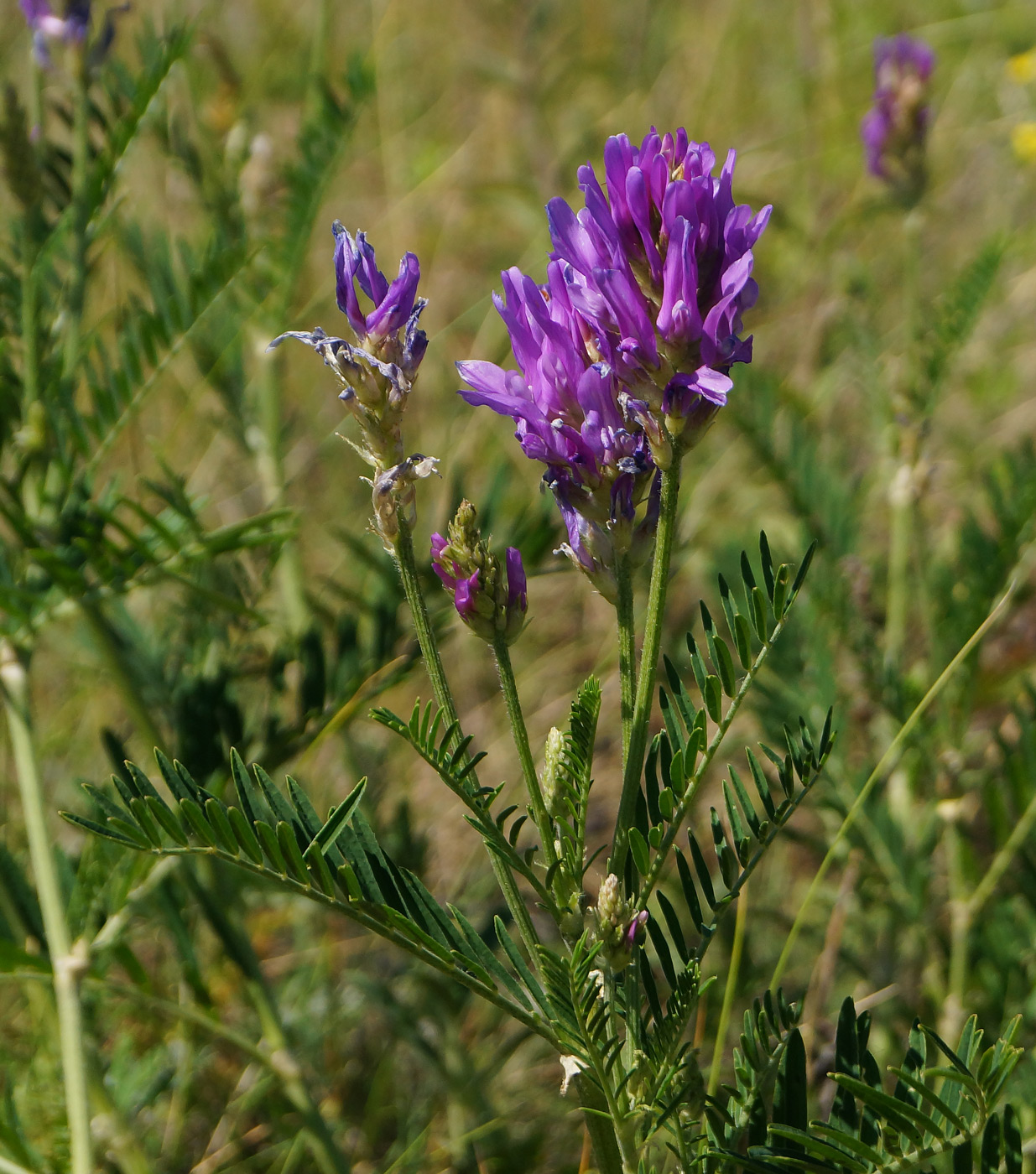 Изображение особи Astragalus onobrychis.