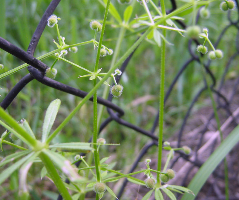 Изображение особи род Galium.