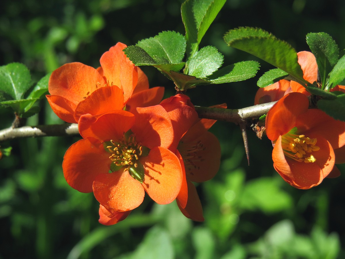 Image of Chaenomeles japonica specimen.