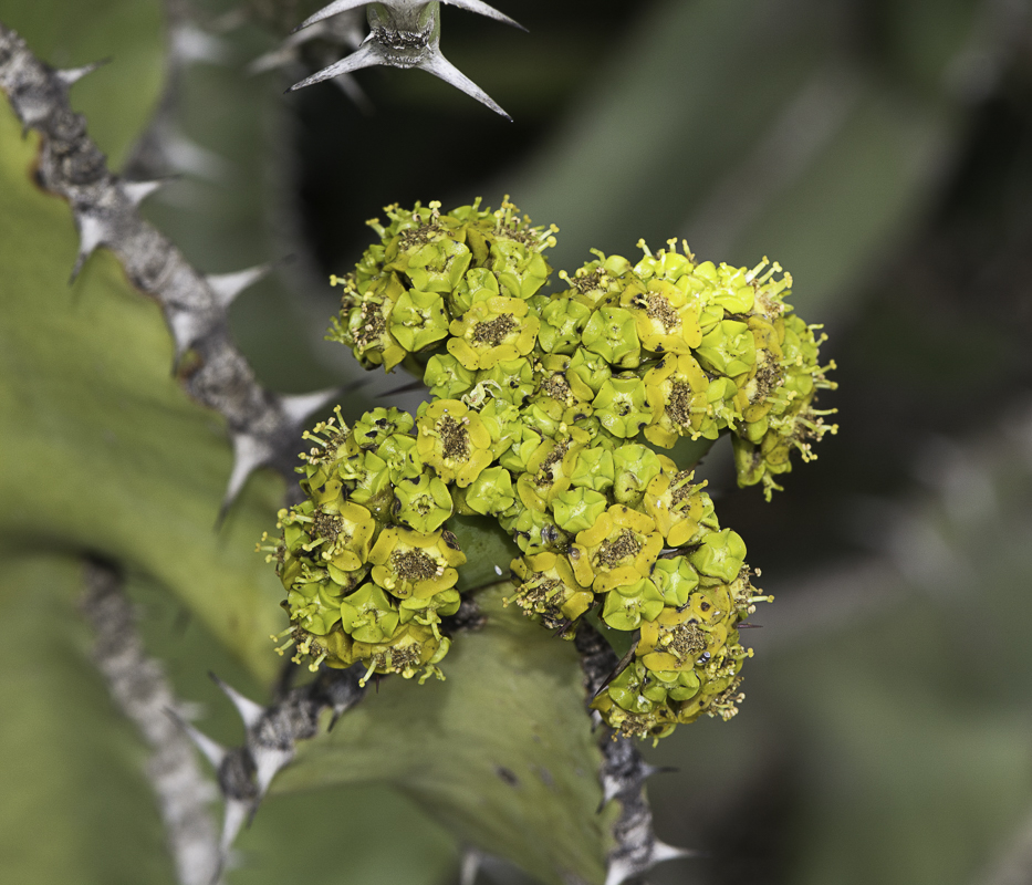 Image of Euphorbia cooperi specimen.
