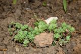 Sedum pallidum ssp. bithynicum