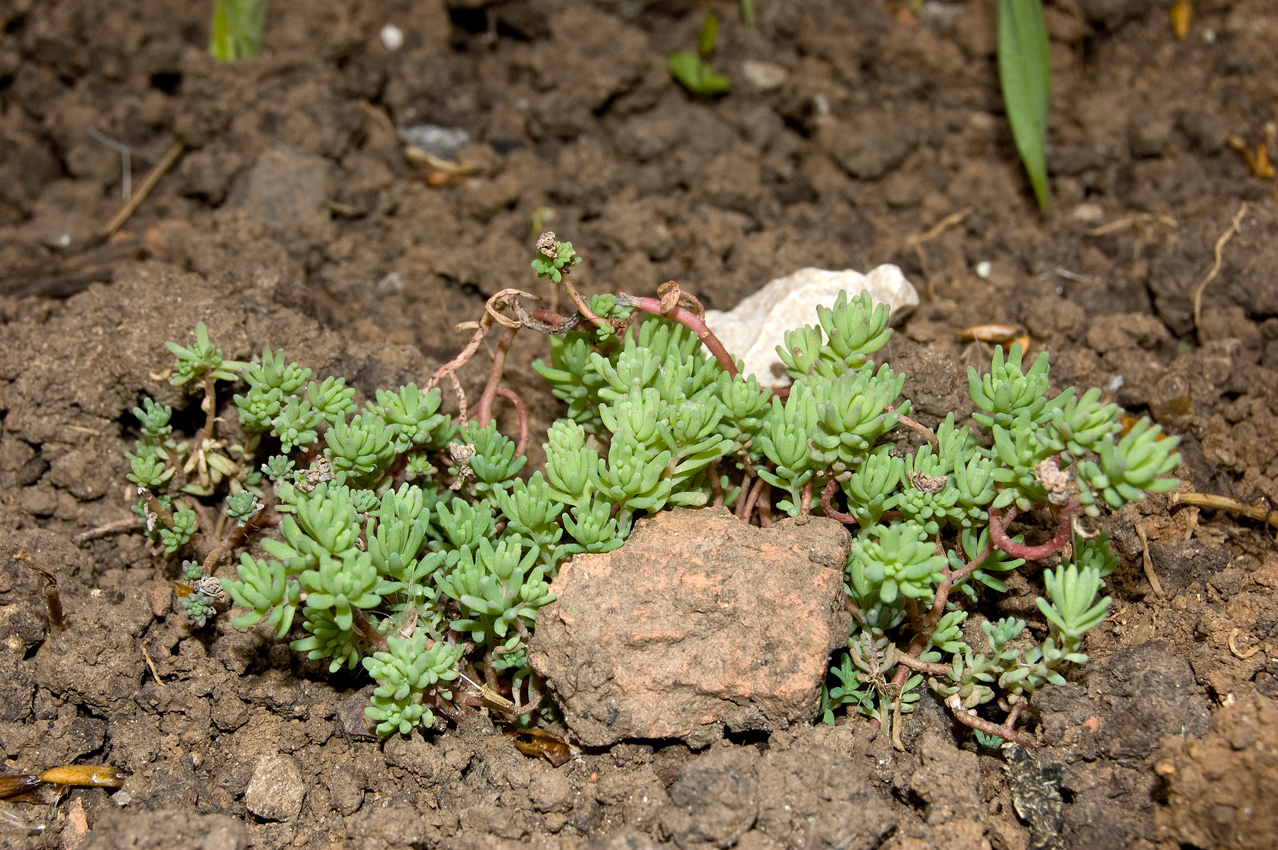 Image of Sedum pallidum ssp. bithynicum specimen.