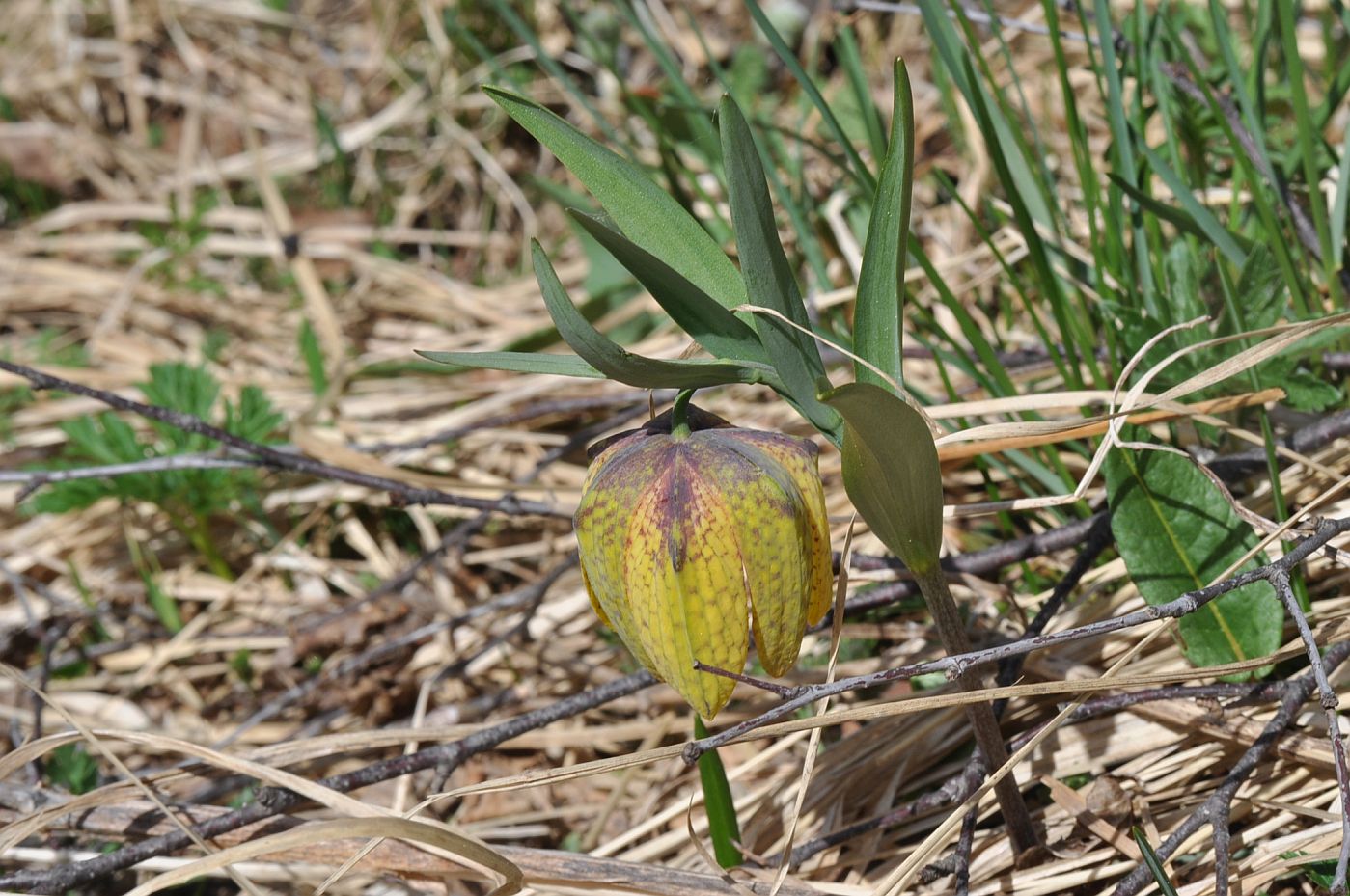 Image of Fritillaria ophioglossifolia specimen.