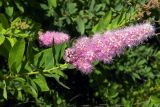 Spiraea &times; billardii