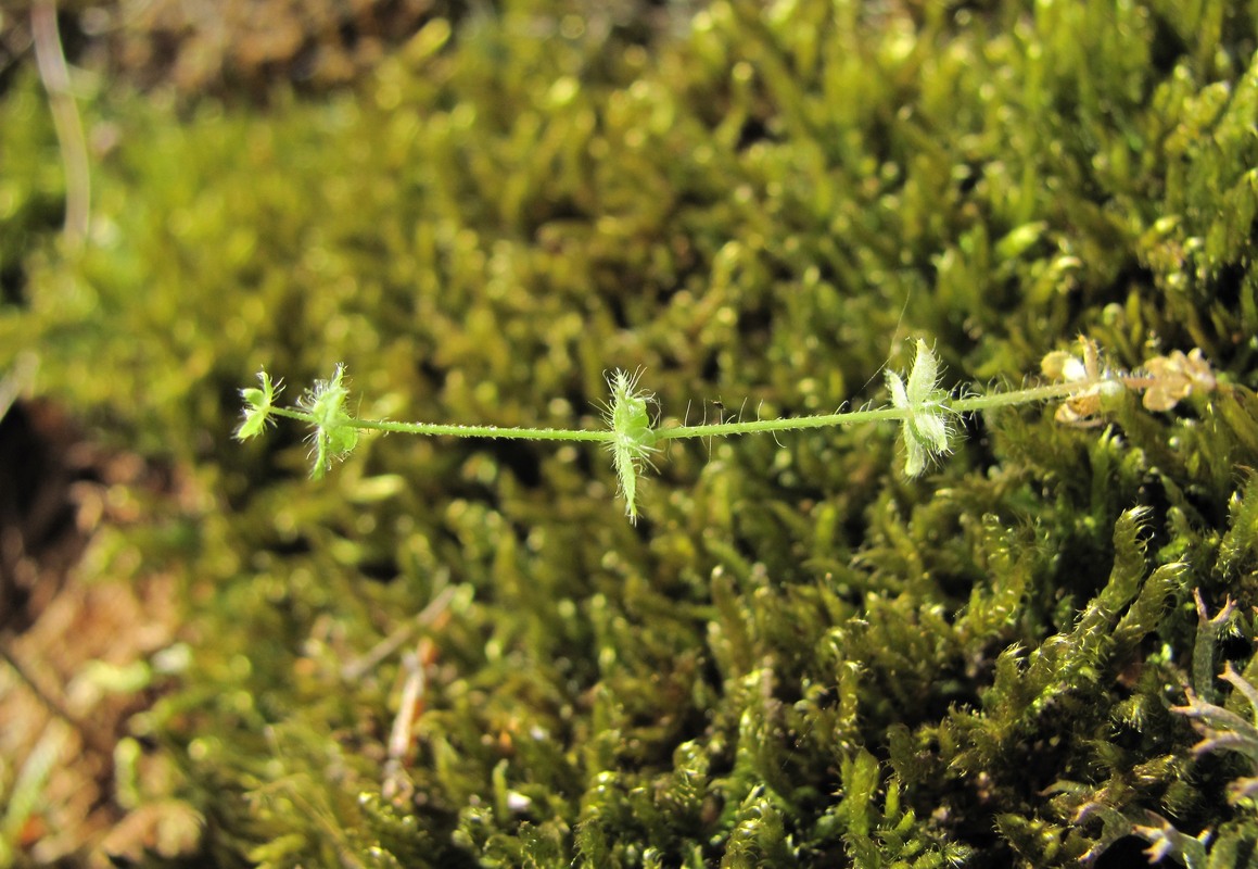 Image of Cruciata pedemontana specimen.