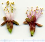 Amygdalus nana