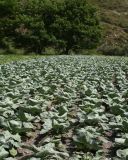 Brassica oleracea var. capitata