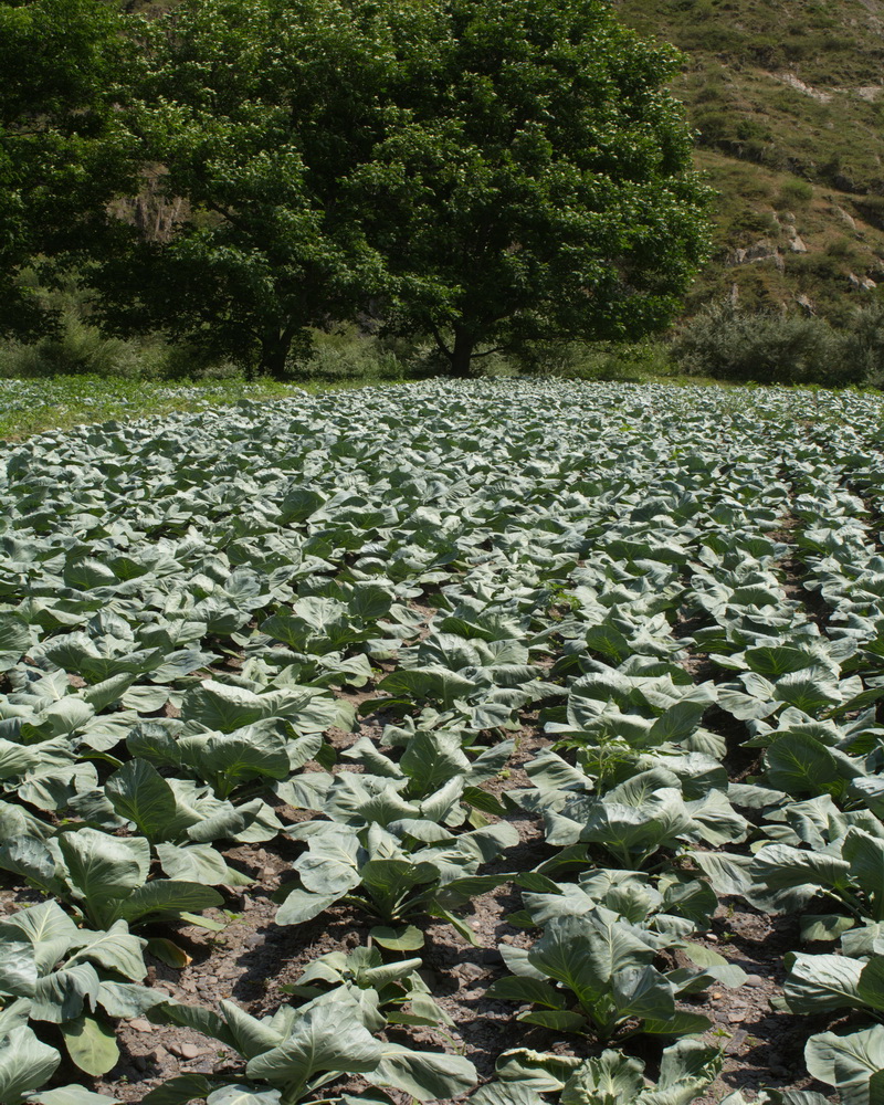 Image of Brassica oleracea var. capitata specimen.