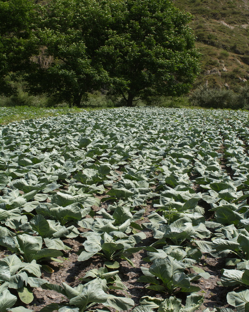 Изображение особи Brassica oleracea var. capitata.