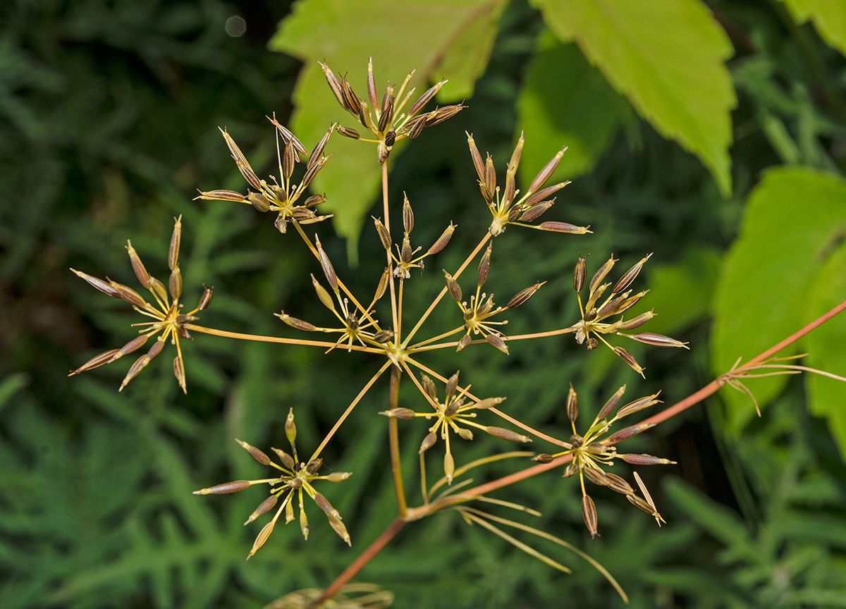 Изображение особи род Chaerophyllum.