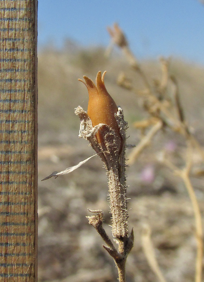 Image of Silene thymifolia specimen.