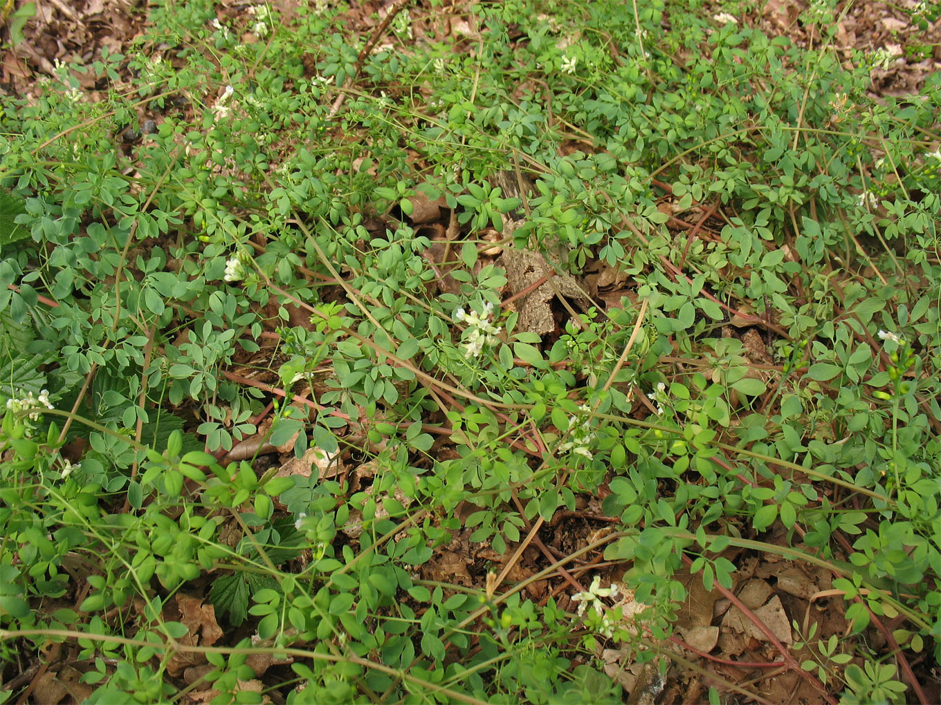 Image of Ceratocapnos claviculata specimen.